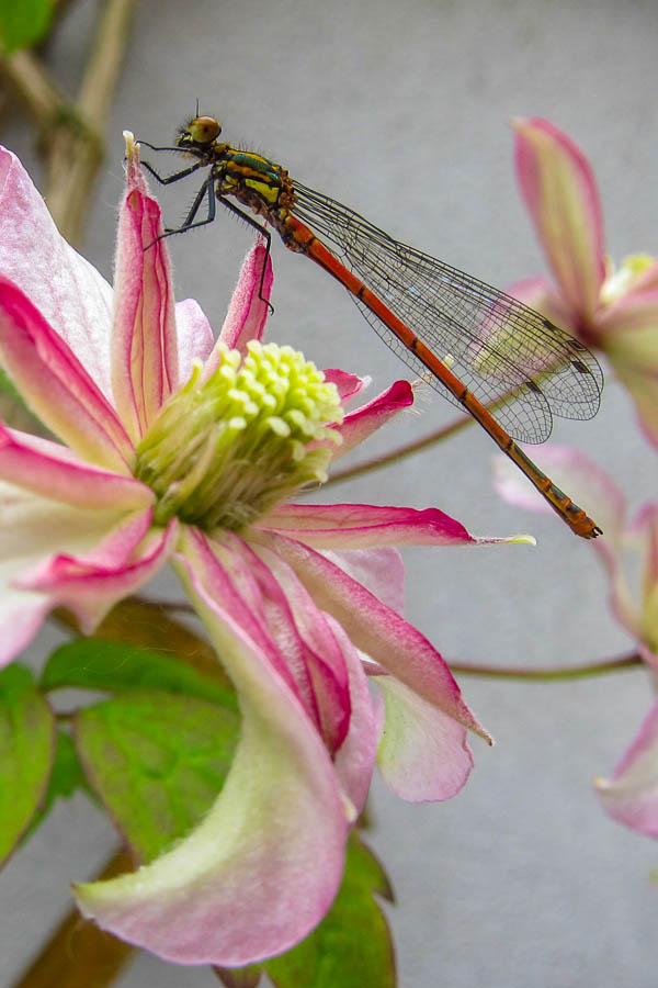 Dragonfly perched on a Clematis bloom