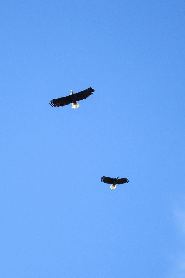 Two bald eagles circling overhead in December at Bowen Island, BC