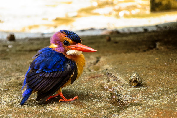 The most colourful kingfisher, Kailahun, Sierra Leone