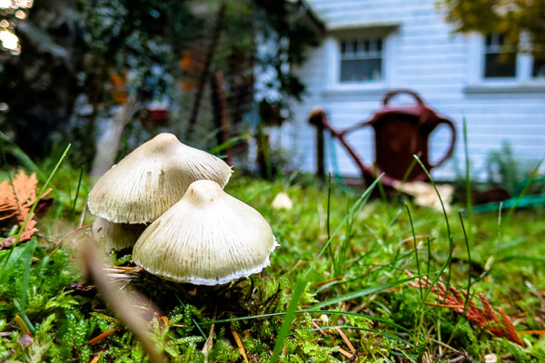 Mushrooms at Bowen Island, BC