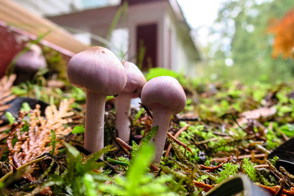 Mushrooms at Bowen Island, BC