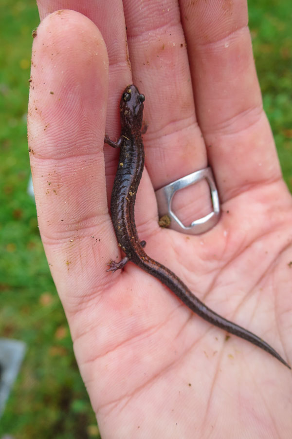 Eastern red-backed salamander, East Ship Harbour, Nova Scotia