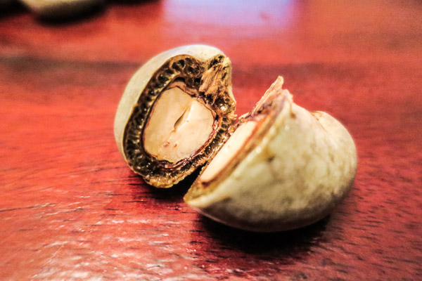 Cross-section of a cashew nut in its casing