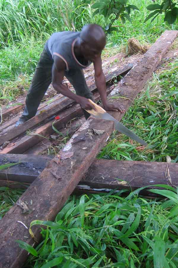 Sawing thick timbers for bridge supports