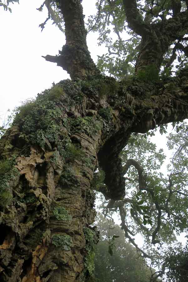 A Cork oak tree