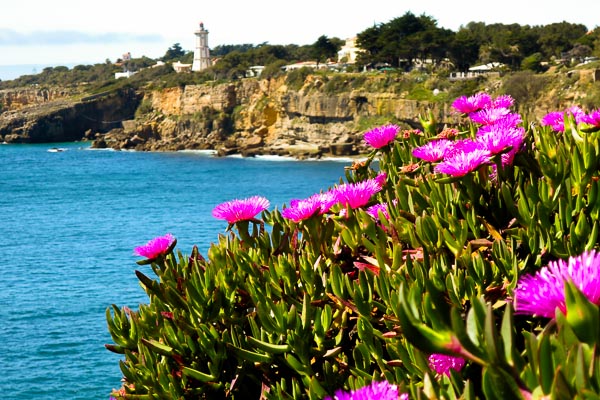 Ice plant in the foreground, lighthouse in the background, at Cascais