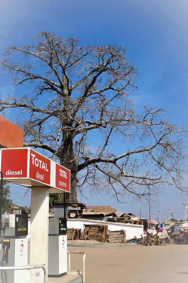 Baobab tree on the main drag in Kissidougou