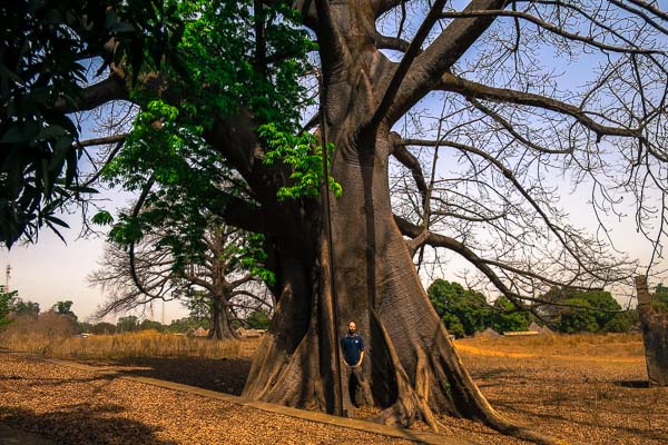 Large baobab tree in Kouroussa, Guinea
