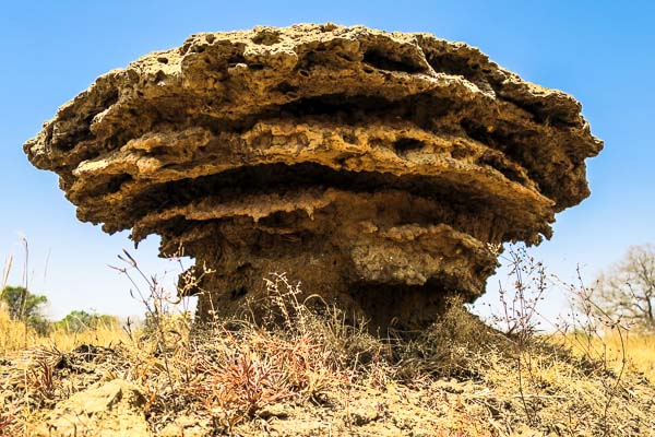 Termite tower in Guinea