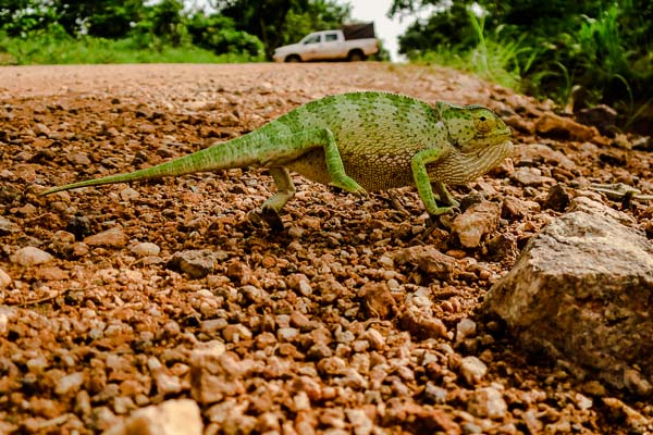 Chameleon on the road from Kankan to Kérouané, Guinea