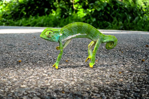Chameleon on the road from Kankan to Conakry, Guinea