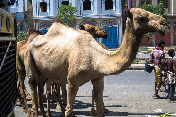 Camels on the Taiz-Aden road