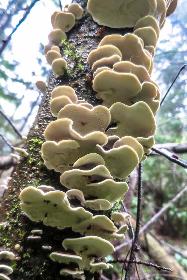 Mushrooms on a tree on the Skid Trail, Mount Gardner, Bowen Island