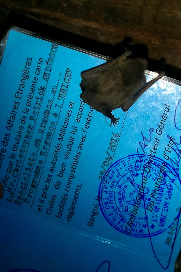 Baby bat on my diplomatic card, Bangui