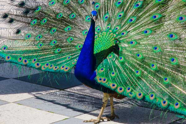 Peacock in Real Jardín Botánico de Madrid
