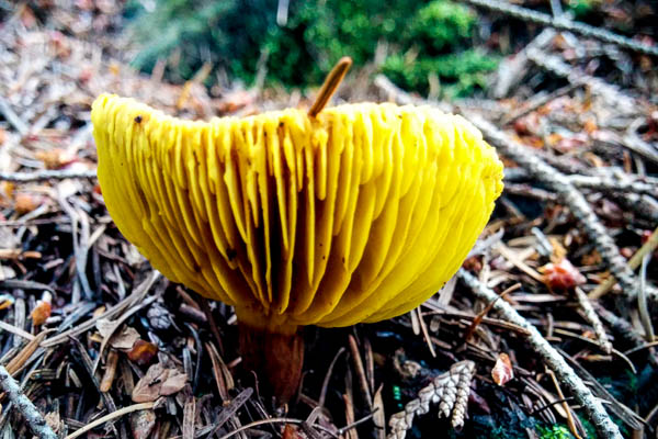 Amazing yellow mushroom on Bowen Island